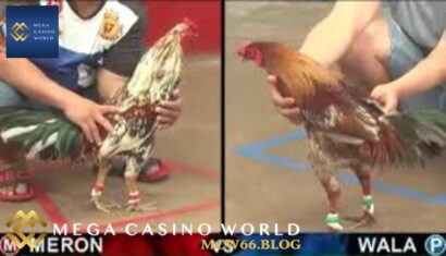 Đá gà thomo - Những điều cần biết để trở thành một người chơi xuất sắc 2 Đá gà thomo