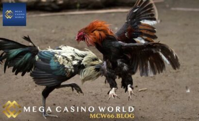 Đá gà trực tiếp - Trải nghiệm chân thật từ những trận đấu gay cấn 1 Đá gà trực tiếp